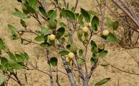 Boscia blanc